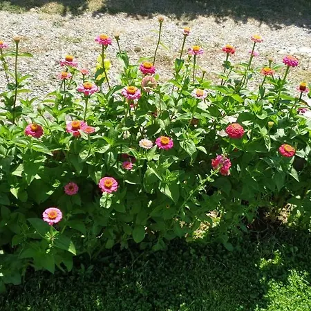 Navi Apartman Kastela